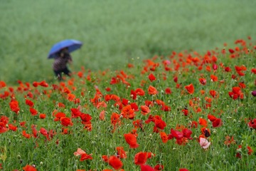_DSC0099