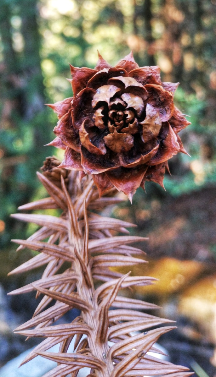 松果开花 - change1973 - 图虫