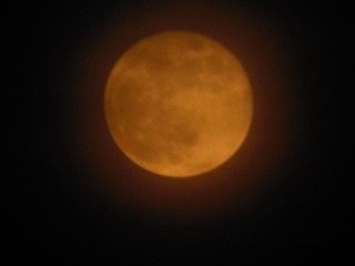 1331617