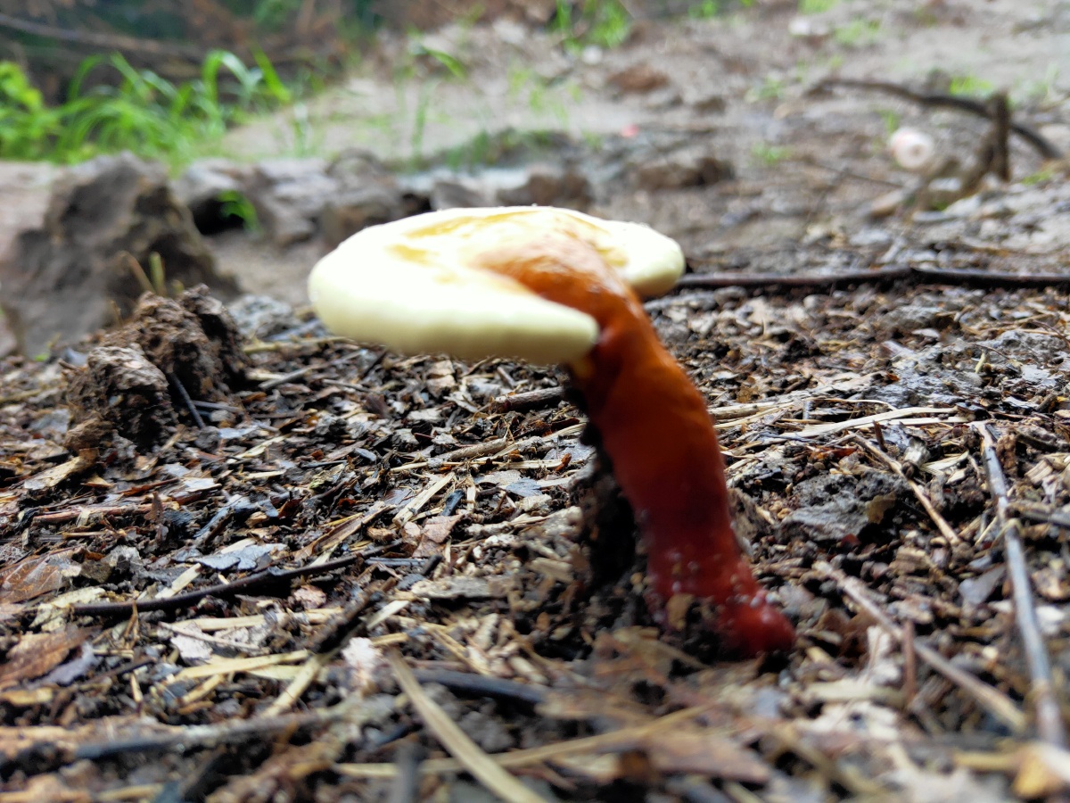 异国风光情报站风光爱好者接地蘑菰土壤食用木小巧的风光还没有人打赏