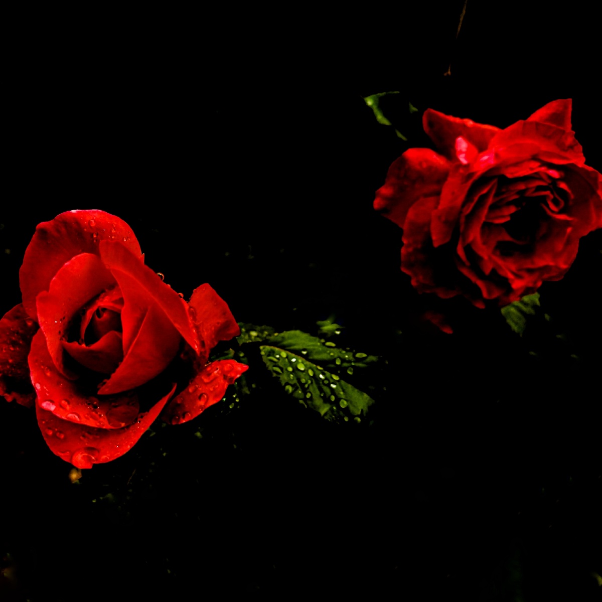 那天下起了雨,我在老城区里找到了两朵小红花.