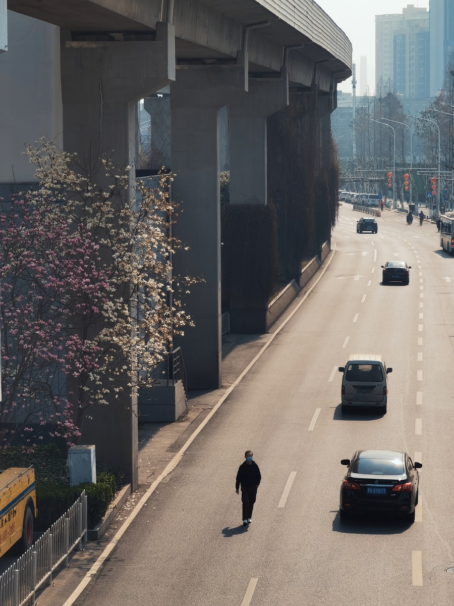 又到了花开的季节ps行人要遵守交通规则