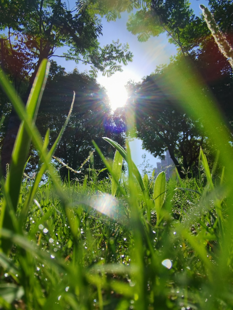 阳光穿过绿草直达人心