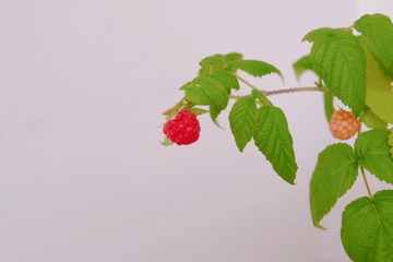 AE7F332A-9DF3-4C14-808A-36446689D1C9/L0/001
