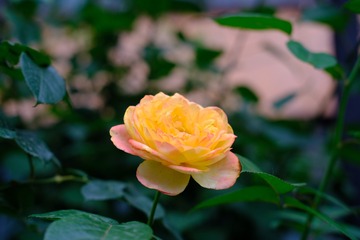 B586CC69-A531-435F-9DEE-5FD7F17E8CDF/L0/001