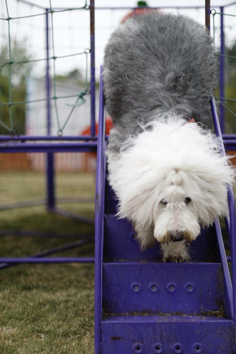 可爱的油漆狗英国古代牧羊犬