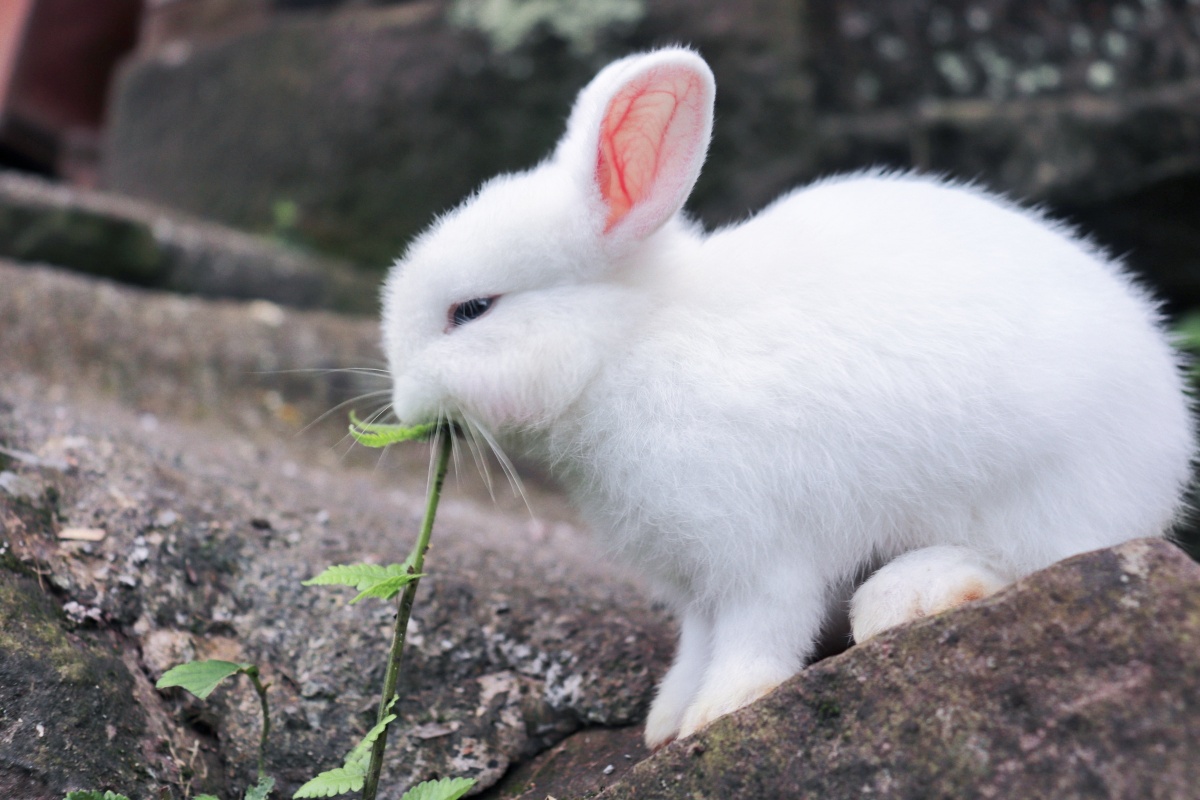 我有一只小兔子