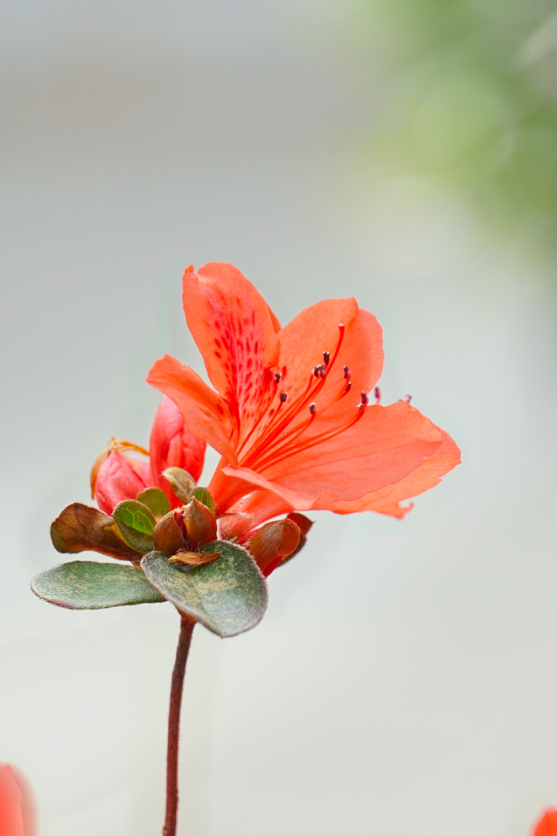 1/1百度识图植物系青年温馨花鲜花花儿杜鹃花鲜艳粉红花朵花卉花瓣还