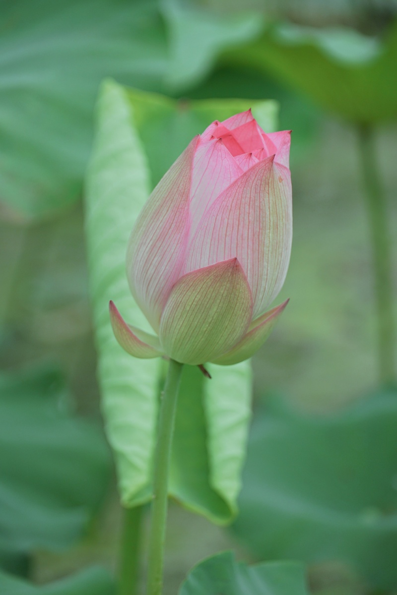夏一朵含苞待放的粉红色荷花