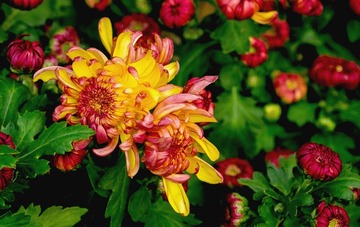 201068