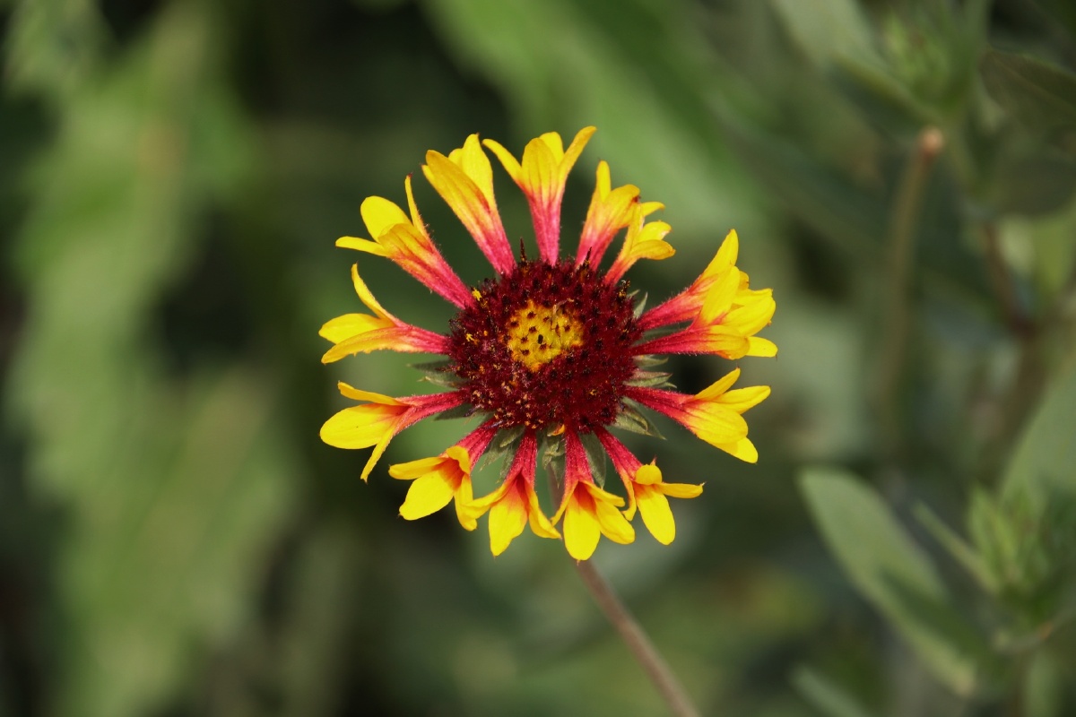 矢车天人菊像极了小动车真想把它拿在手中让它随风而转