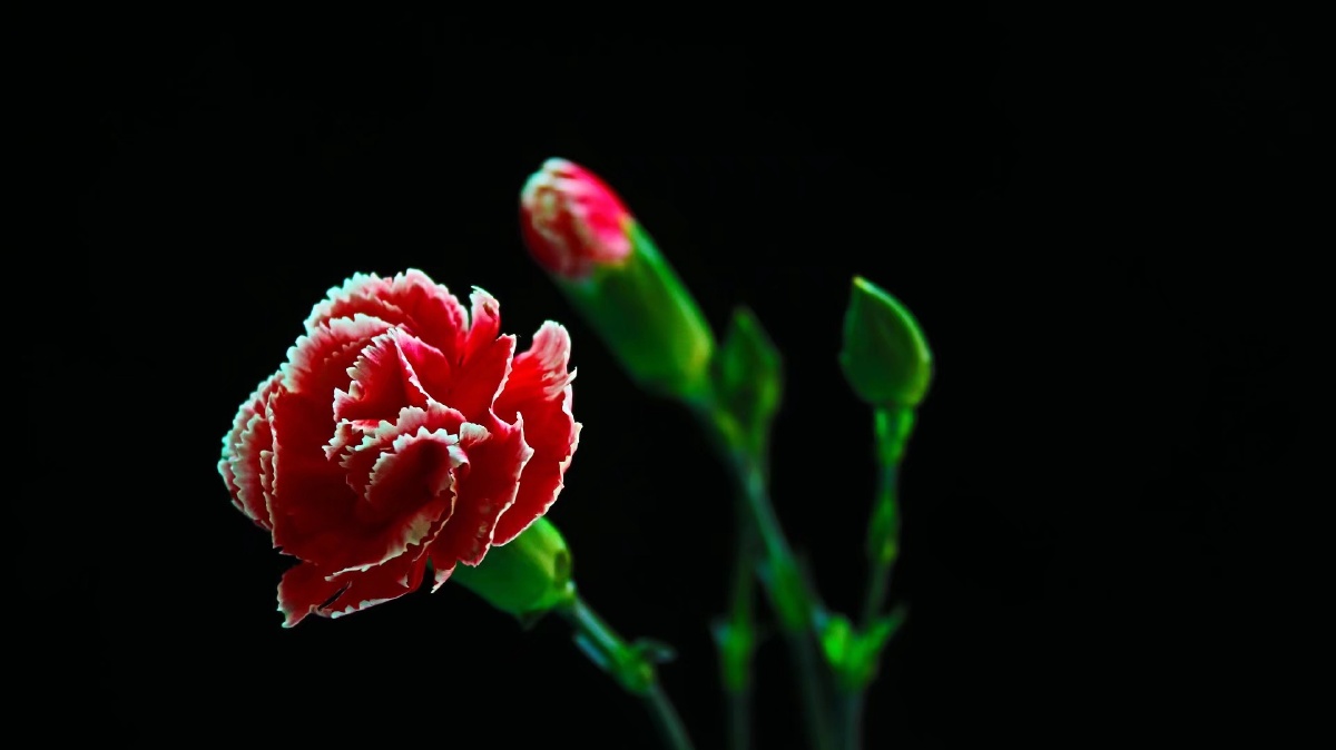黑背景下的花朵更有意境