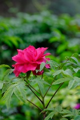 22319864-44F9-46C6-94CC-0BF9F6503BB2/L0/001