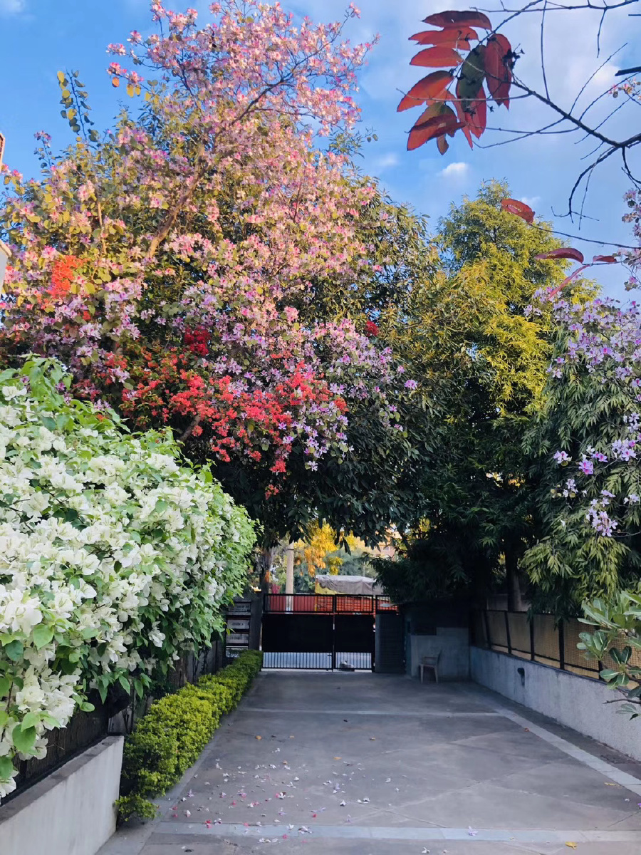 繁花盛开的春天印度新德里