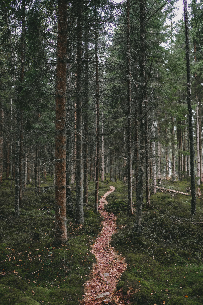 [我被北欧的森林治愈了]赶在下雨前走进森林里拍摄照片和视频,这里有