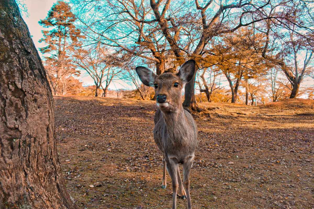在奈良找一个人少的地方,寻找一直温柔的小鹿 br />