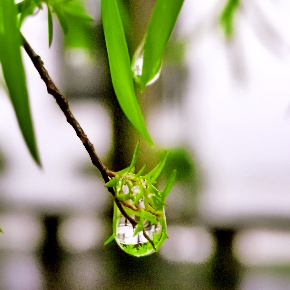 雨后的水珠总能给人一种清新的感觉