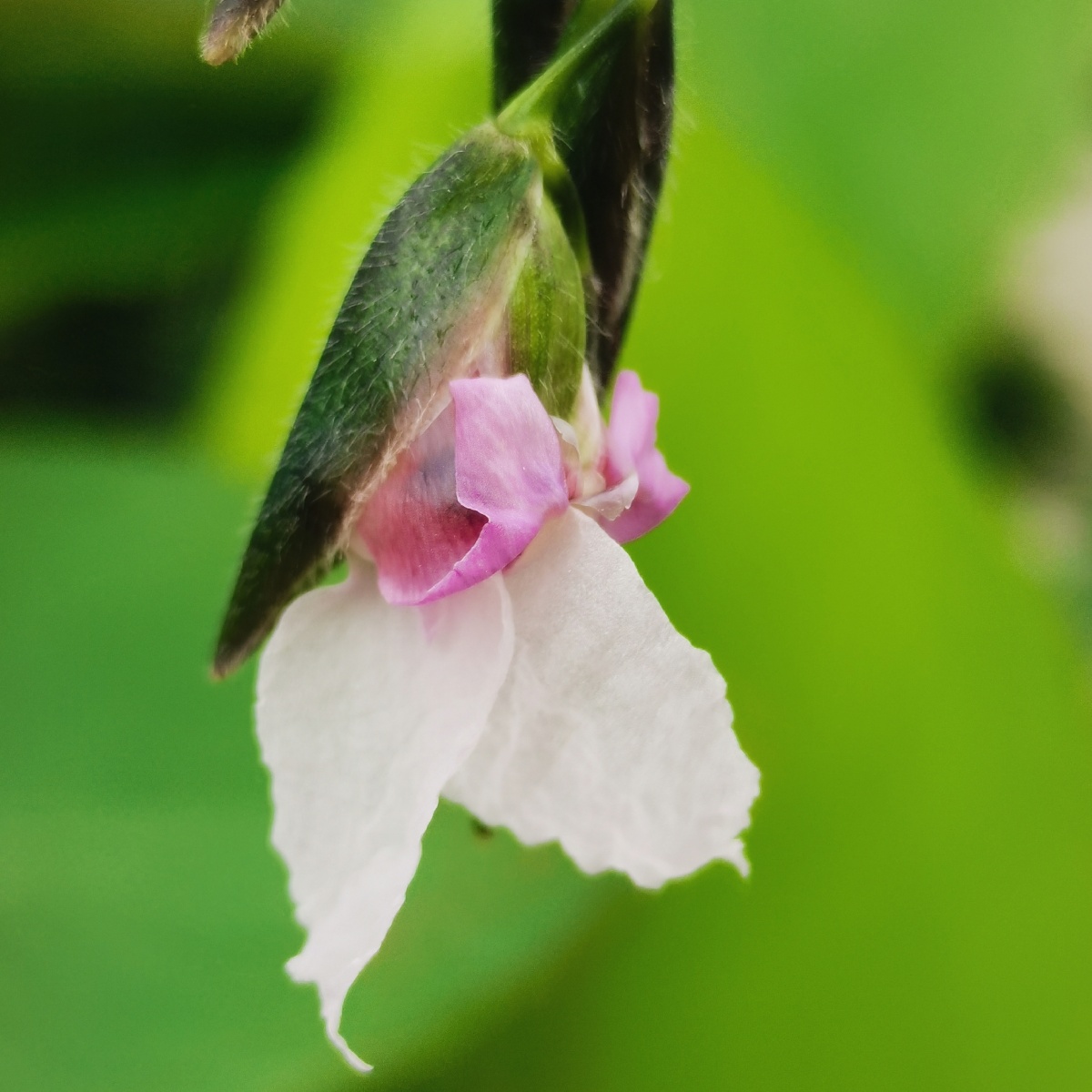 垂花#再力花 - 胡家四菇凉 - 图虫