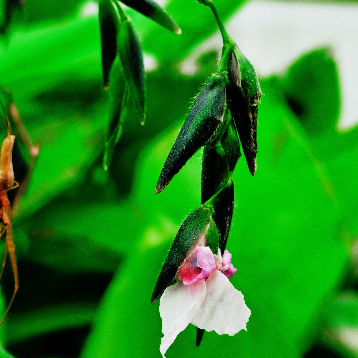 垂花#再力花 - 胡家四菇凉 - 图虫