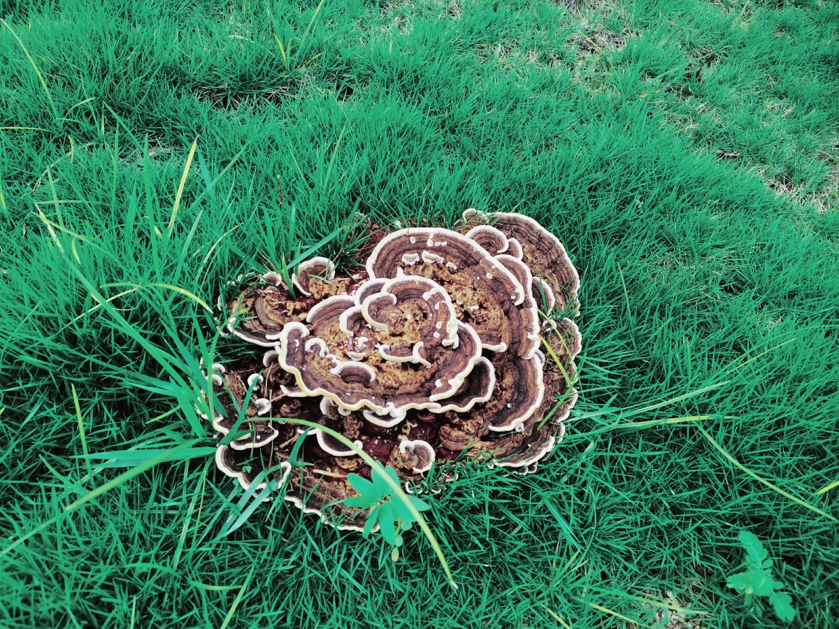 章鱼你个小丸子2021年8月9日858关注菌卖图晒单分享#草坪植物蘑菰您的