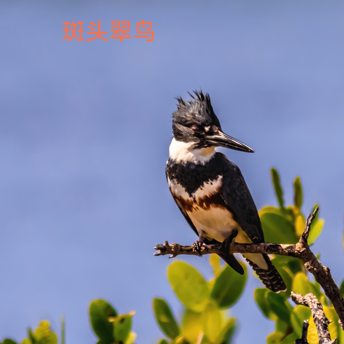 斑头翠鸟