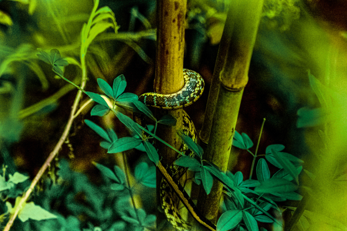 蛇与竹
