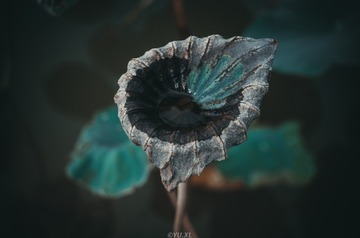 81264