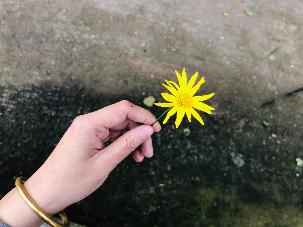 手拿黄色小花