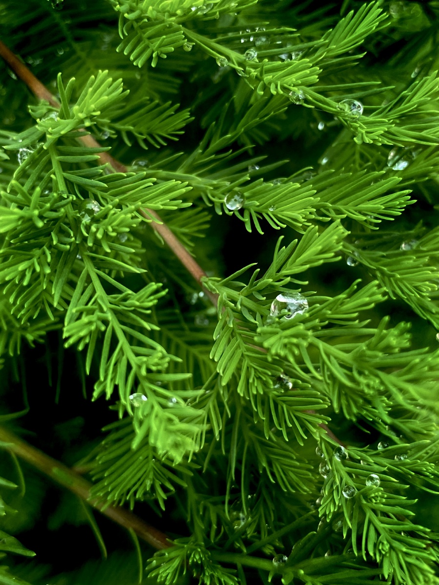 雨后水杉树 - 野猪乔治i - 图虫