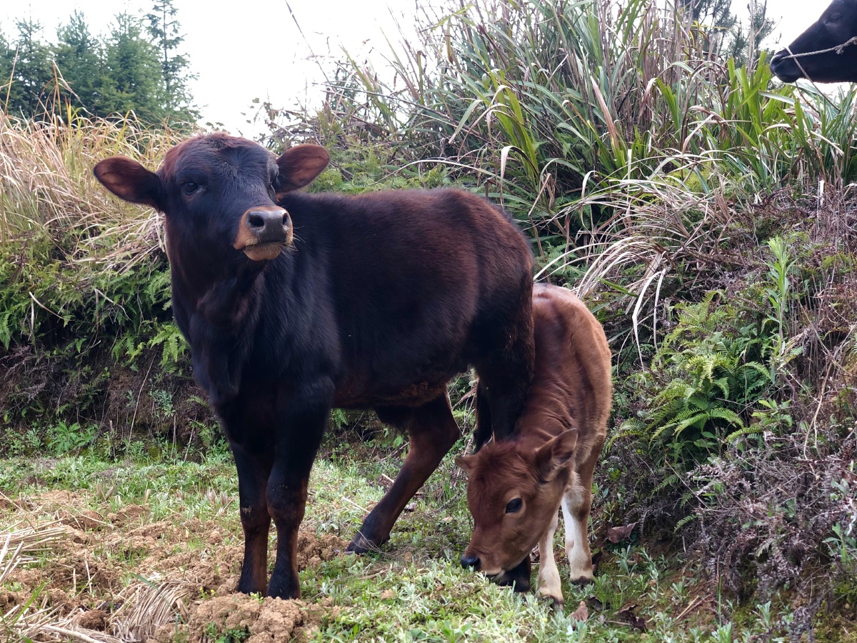 老牛小牛吃嫩草