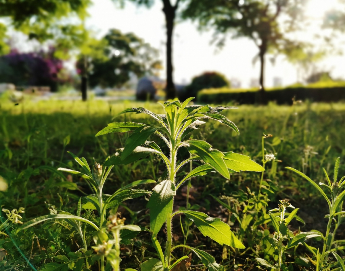 华为手机大光圈拍摄光与影是最好的辅助坐标福州闽江公园时间下午4点5