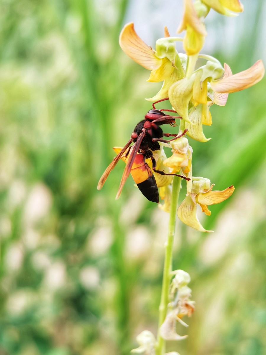 小黄腰胡蜂成虫多巢于平地山间45月间建巢于土穴石穴中10到11月份蜂群