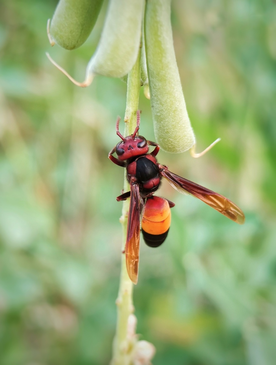 小黄腰胡蜂成虫多巢于平地山间45月间建巢于土穴石穴中10到11月份蜂群
