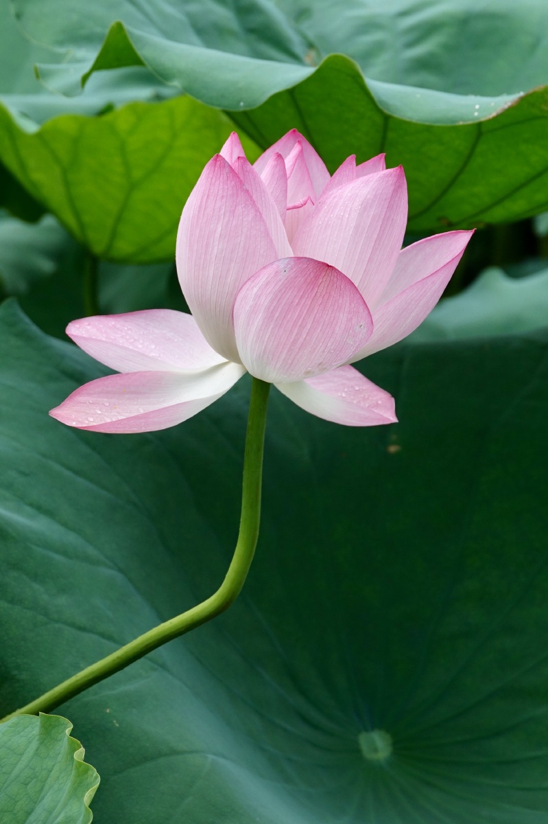 红娇绿嫩超凡脱俗