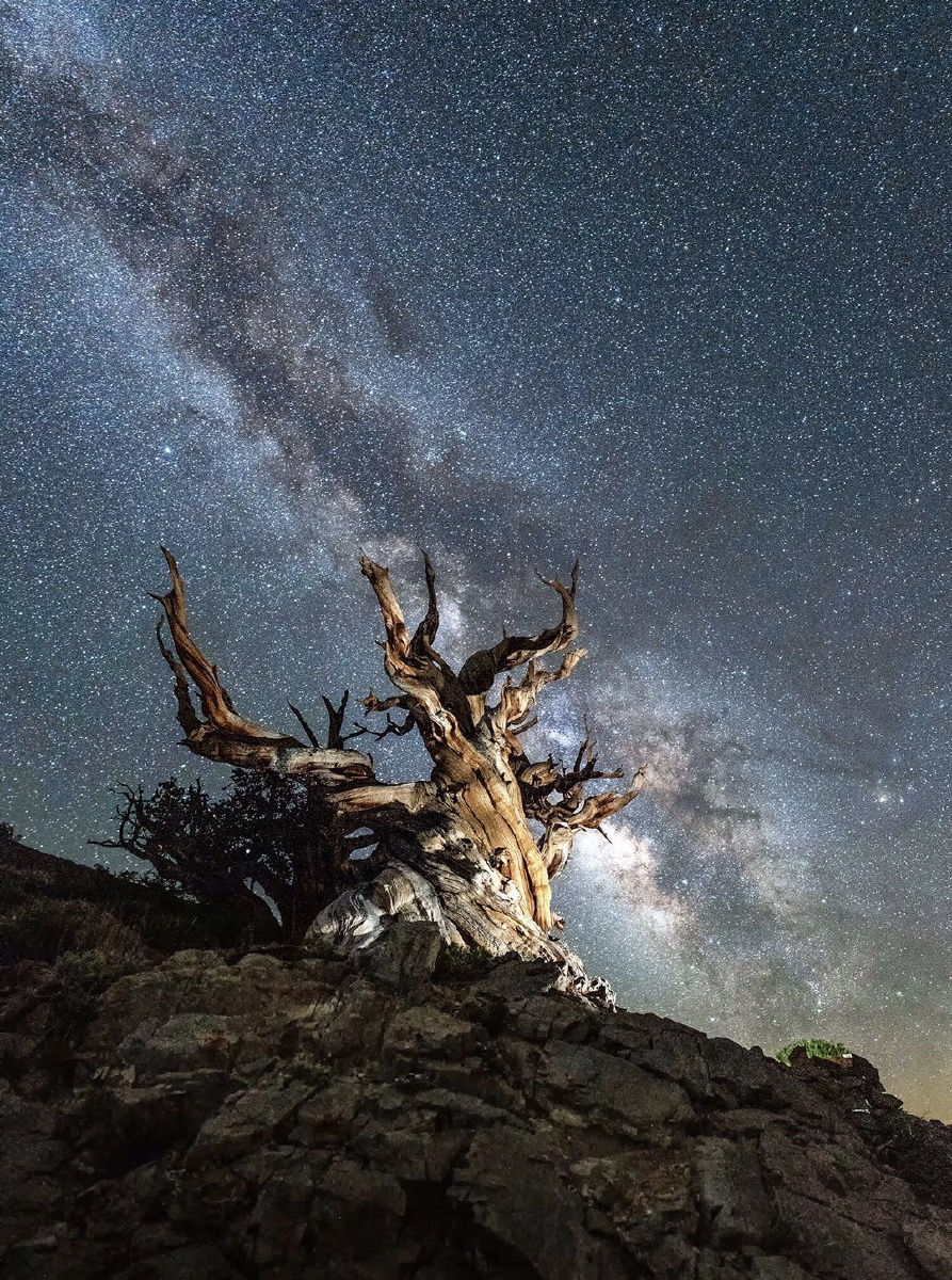 生命的张力 - 八足虫 - 图虫