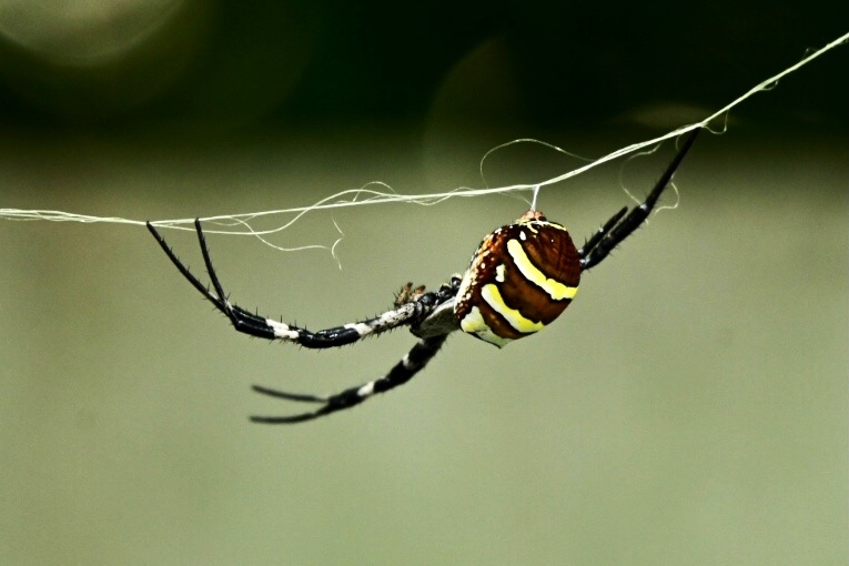 悦目金蛛 - 闲庭信步544 - 图虫