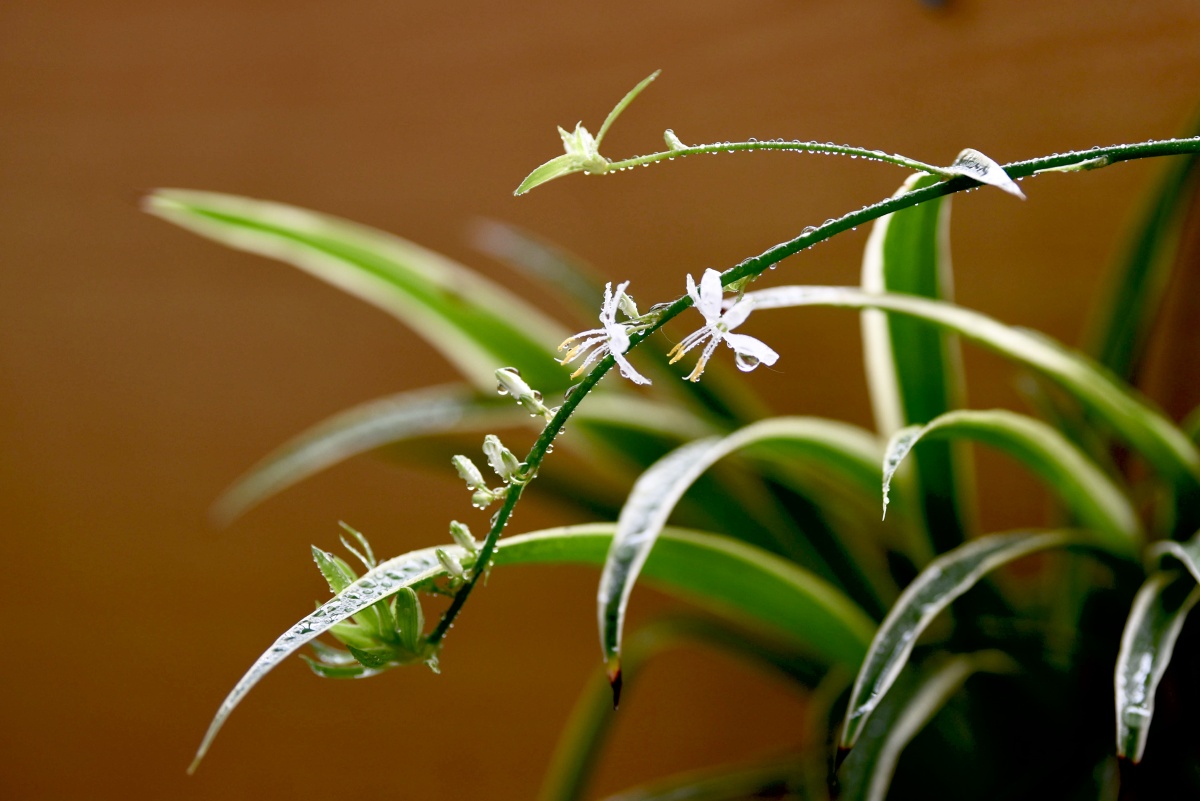 春天去赏花图虫开屏等你占色彩#吊兰花花草草小花小草植物摄影爱好者