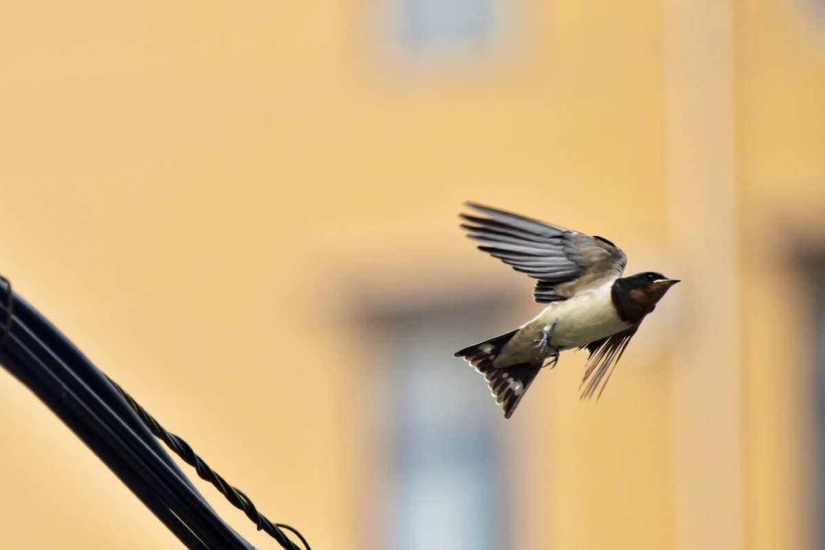 窗外飞燕 - 闲庭信步544 - 图虫