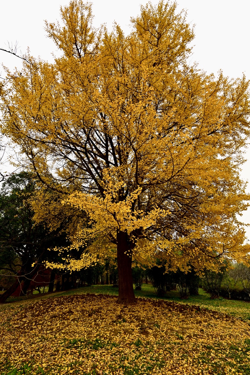 关注 共青银杏树 点赞是美德,打赏是鼓励 打赏 火烛一花精品摄影