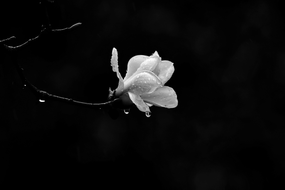 三月春雨玉兰花