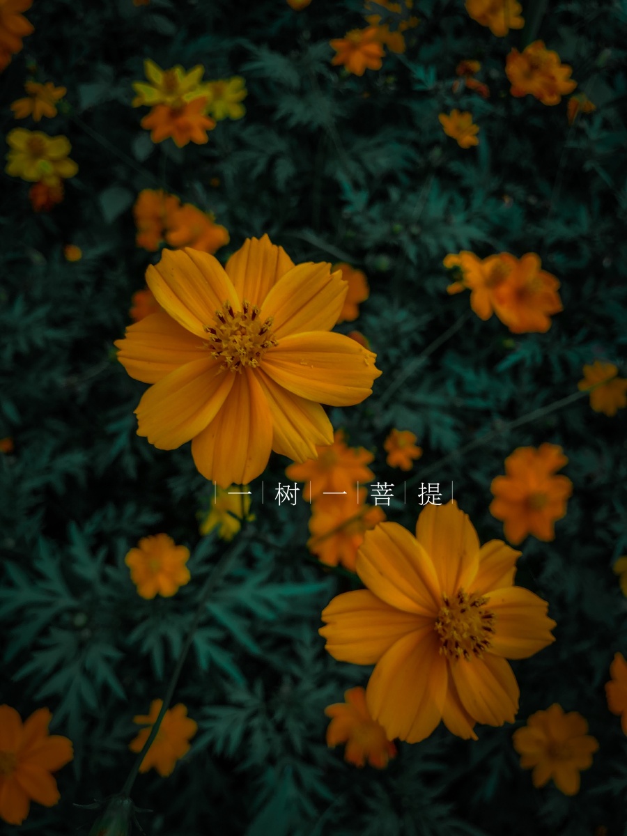 一花一世界,一树一菩提.