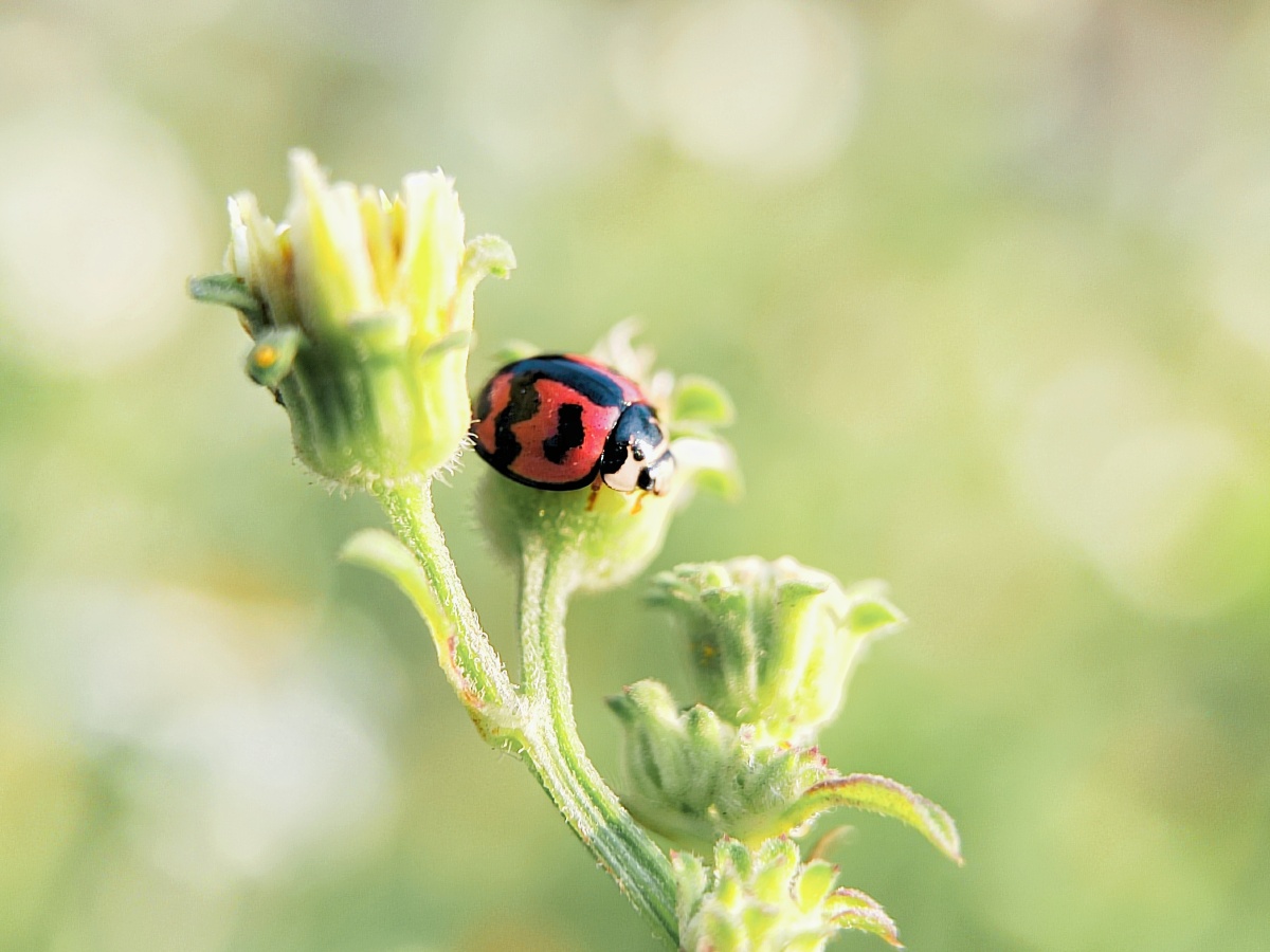 瓢虫- 挥墨拾光lq - 图虫