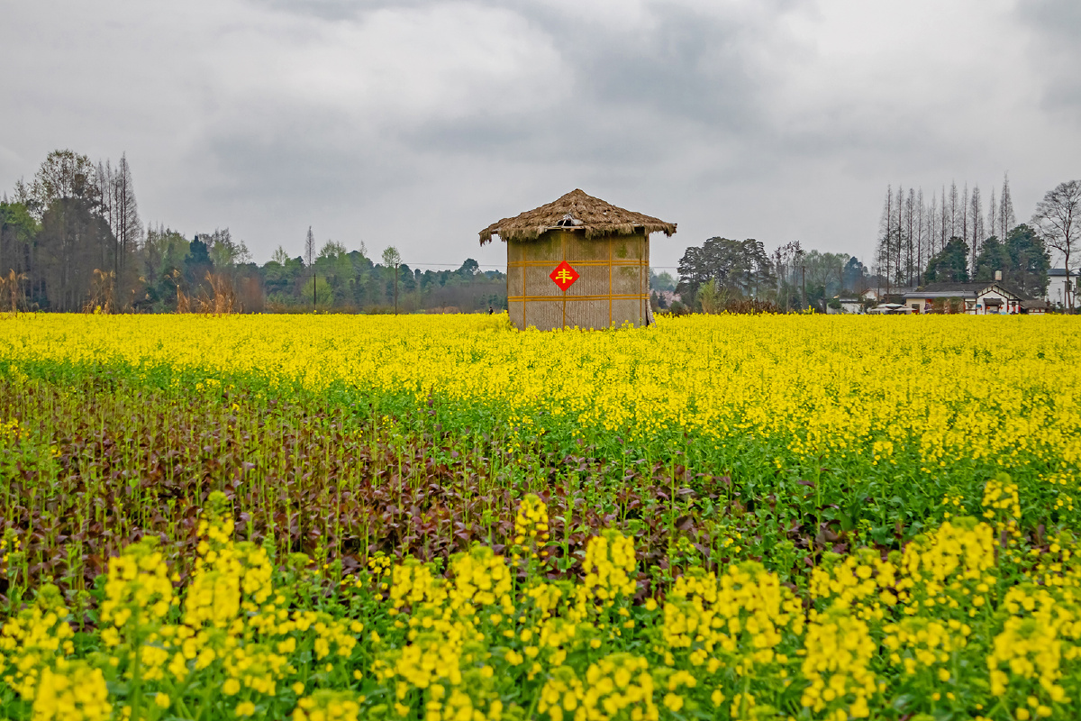 川西田园正是赏花季骑游踏青正当时