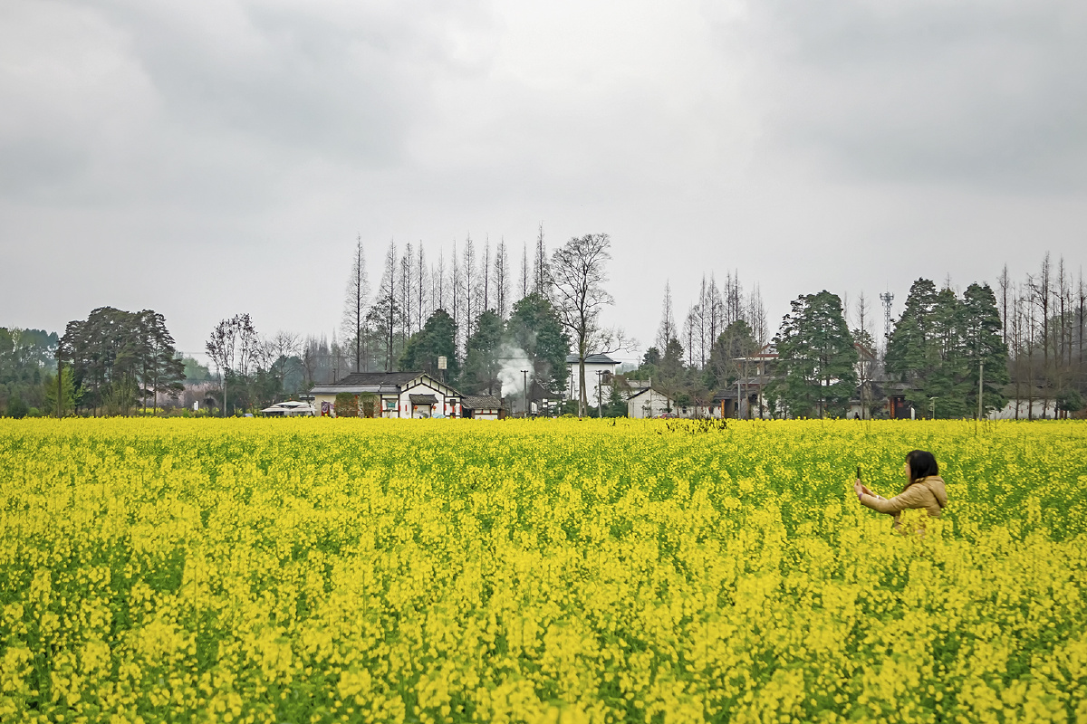 川西田园正是赏花季骑游踏青正当时