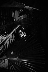 IMG_4646-1