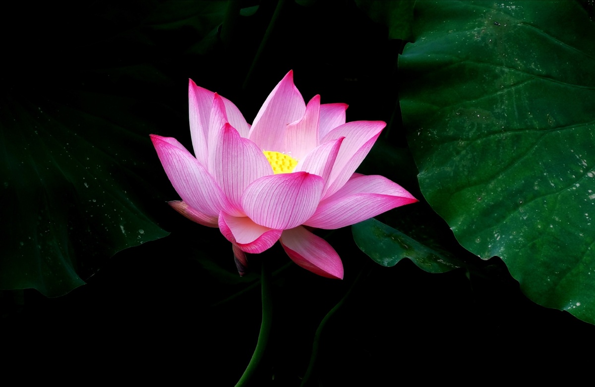 爱莲寻莲寻那佛前最美的莲050505