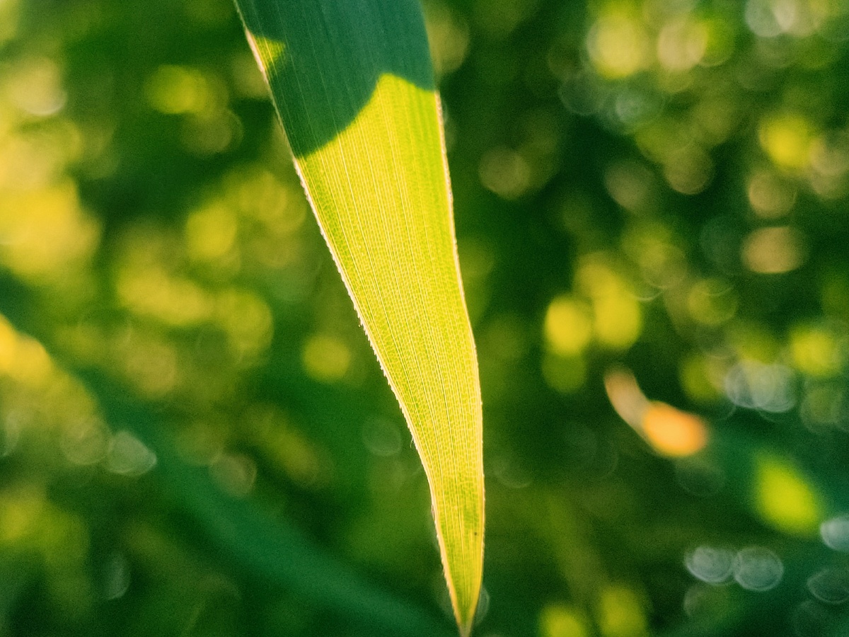 夏日的绿清新脱俗