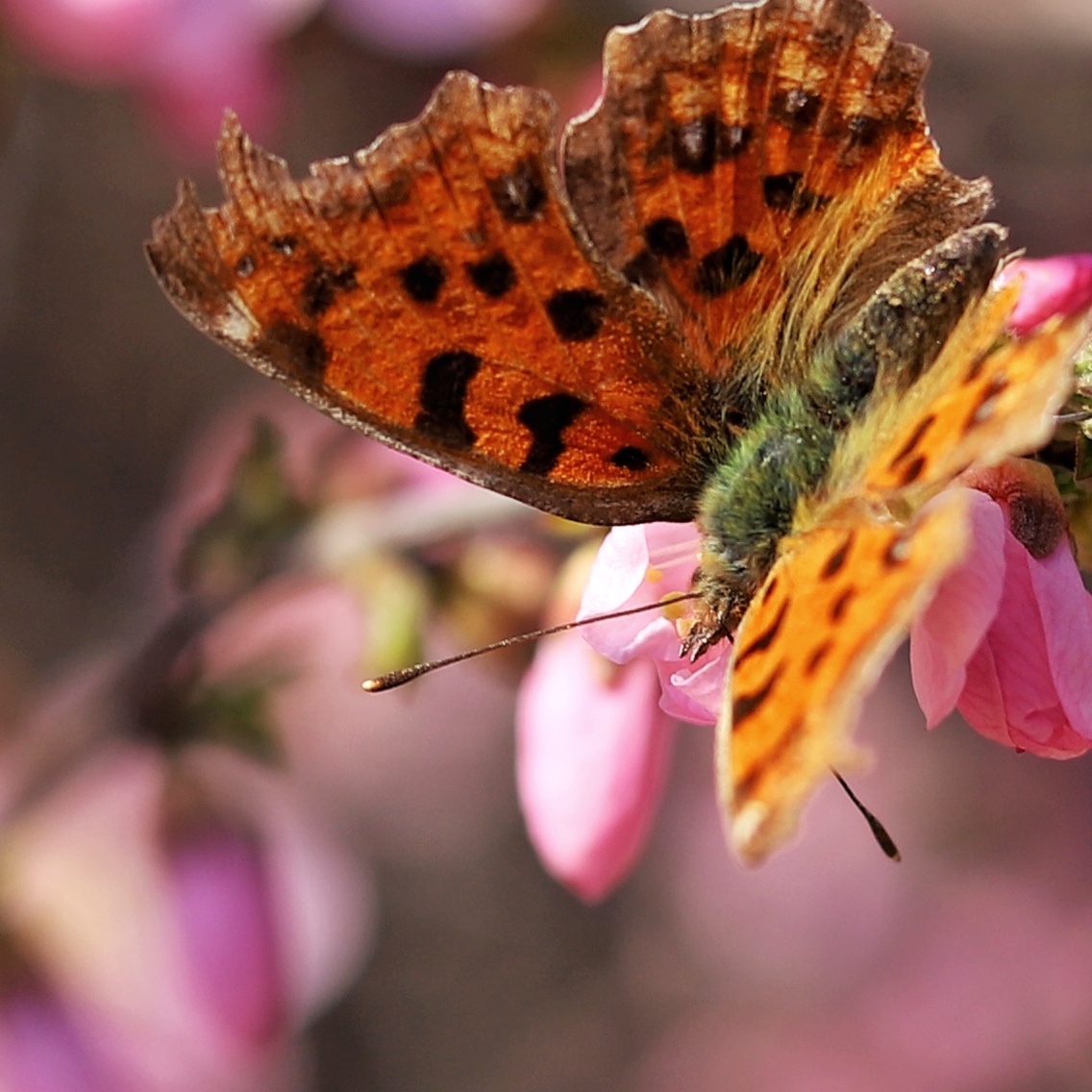 春季公园内拍摄蝴蝶