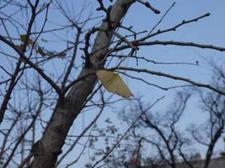 P1050351