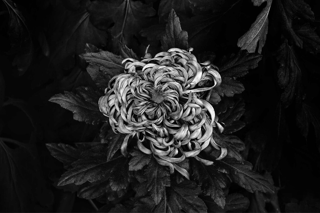 中山公园菊花展 - 黑白, 色彩, 索尼A7R2 - 张奇